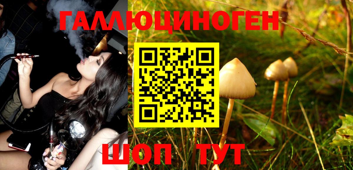 Галлюциногенные грибы Psilocybe Кувандык
